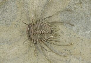 Crazy Undescribed Odontopleurid Trilobite - Fezna, Morocco #244280