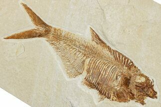 Fossil Fish (Diplomystus) - Wyoming #244159