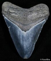 Inch Megalodon Tooth #2378