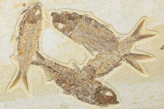 Shale With Four Fossil Fish (Knightia) - Wyoming #244190