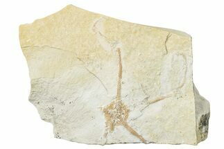 Geocoma Carinata Jurassic Brittle Star Fossil - Solnhofen #244338