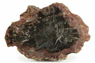 Polished Petrified Wood Round With Fungal Rot - Circle Cliffs #244647