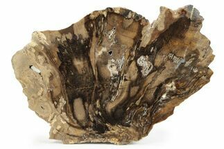 Polished Petrified Wood Slab - Utah #244651