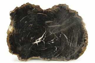 Polished Petrified Wood (Woodworthia) Round - Circle Cliffs #244667