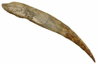 Fossil Shark (Asteracanthus) Dorsal Spine - Giant Specimen! #244535