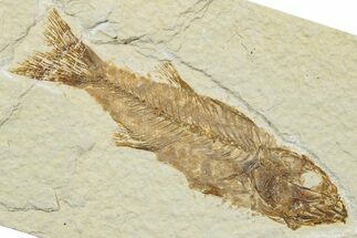 Uncommon Juvenile Fish Fossil (Mioplosus) - Wyoming #244623