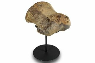 Triceratops Phalanx Bone with Metal Stand - Montana #244658
