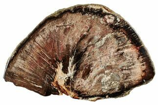Polished Petrified Wood (Oak) Slab - Swartz Canyon, Oregon #244692