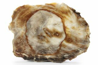 Opalized Petrified Wood (Elm) Round - Oregon #244670