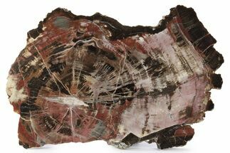 Triassic Polished Petrified Wood Slab - Circle Cliffs, Utah #244673