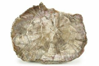Petrified Wood (Woodworthia) Round - Arizona #244734
