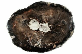 Polished Petrified Wood (Oak) Round - Swartz Canyon, Oregon #244744