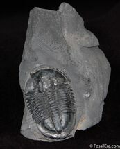 Good Sized Utah Asaphiscus Trilobite #173