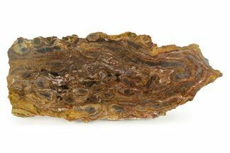 Polished Petrified Wood Slab With Fungal Rot - Utah #244823