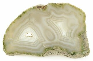 Polished Agate Limb Cast Slab - Oregon #244854