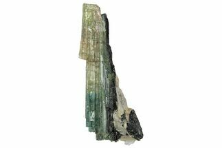 Blue-Green Elbaite Tourmaline Crystal - Leduc Mine, Quebec #244924