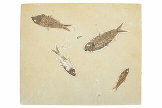 Multiple Detailed Fossil Fish (Knightia) Plate - Wyoming #245023