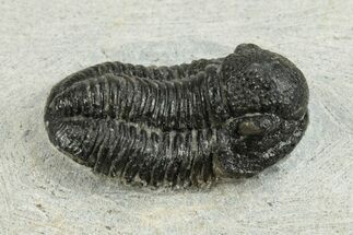 Bargain, D Gerastos Trilobite Fossils (Grade B) #245238