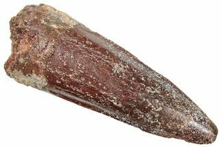 Fossil Spinosaurus Tooth - Real Dinosaur Tooth #245093