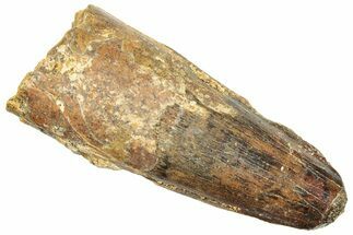 Fossil Spinosaurus Tooth - Real Dinosaur Tooth #245097
