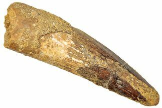 Fossil Spinosaurus Tooth - Real Dinosaur Tooth #245114