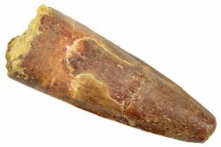 Fossil Spinosaurus Tooth - Real Dinosaur Tooth #245120