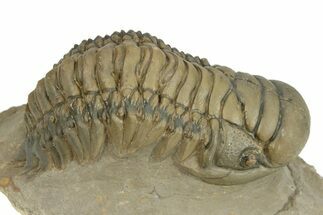 Detailed Crotalocephalina Trilobite - Atchana, Morocco #245253