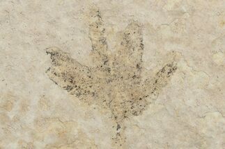 Fossil Flower (Pos/Neg) - Green River Formation, Wyoming #245062