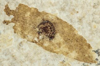 Fossil Winged Seed (Ailanthus) - Wyoming #245160