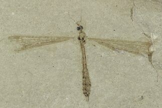 Detailed Crane Fly (Tipulidae) Fossil - Super Detail! #244706