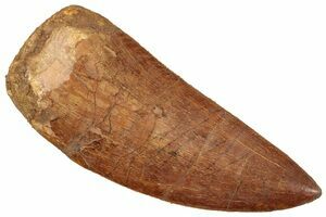 carnotaurus tooth for sale