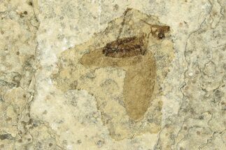 Detailed Fossil March Fly (Plecia) - Wyoming #245642