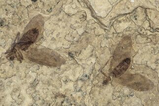 Two Detailed Fossil March Flies (Plecia) - Wyoming #245704