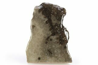 Free-Standing, Petoskey Stone (Fossil Coral) Section - Michigan #245488