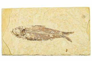 Detailed Fossil Fish (Knightia) - Wyoming #244195