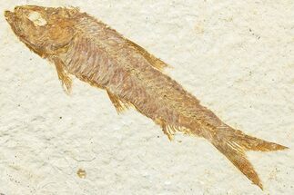 Detailed Fossil Fish (Knightia) - Wyoming #244202