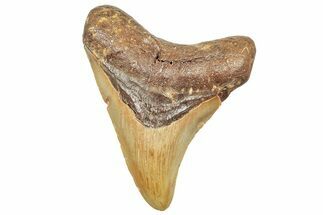 Fossil Megalodon Tooth - North Carolina #245741