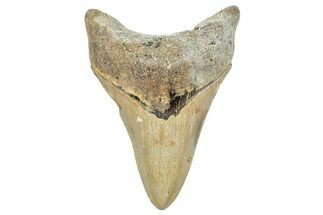 Serrated, Fossil Megalodon Tooth - North Carolina #245743