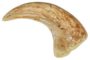 Beautiful Raptor Claw - Tegana Formation (#4761) For Sale
