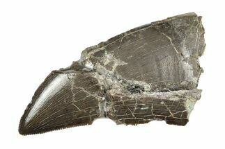 Bargain, Serrated, Megalosaurid (Marshosaurus) Tooth - Colorado #245951