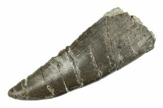 Rare, Serrated, Megalosaurid (Marshosaurus) Tooth - Colorado #245958