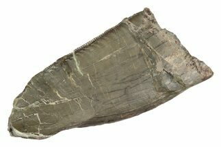 Serrated Dinosaur (Allosaurus) Tooth - Colorado #245959