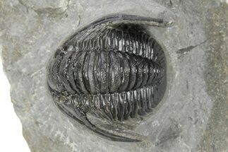 Detailed Cornuproetus Trilobite Fossil - Morocco #245261