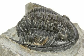 Detailed Cornuproetus Trilobite Fossil - Morocco #245263