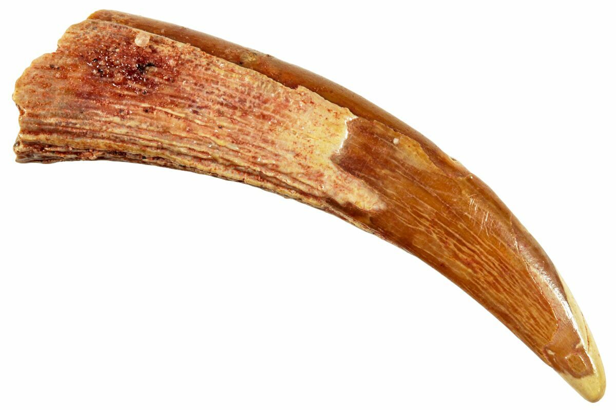 1.08" Fossil Pterosaur (Siroccopteryx) Tooth - Morocco (#246014) For