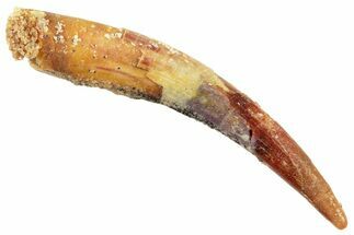 Fossil Pterosaur (Siroccopteryx) Tooth - Morocco #246022