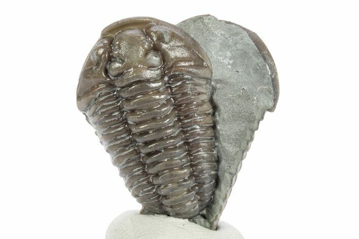 Two Prone Flexicalymene Trilobite Fossils - Mt. Orab, Ohio (#245180 ...