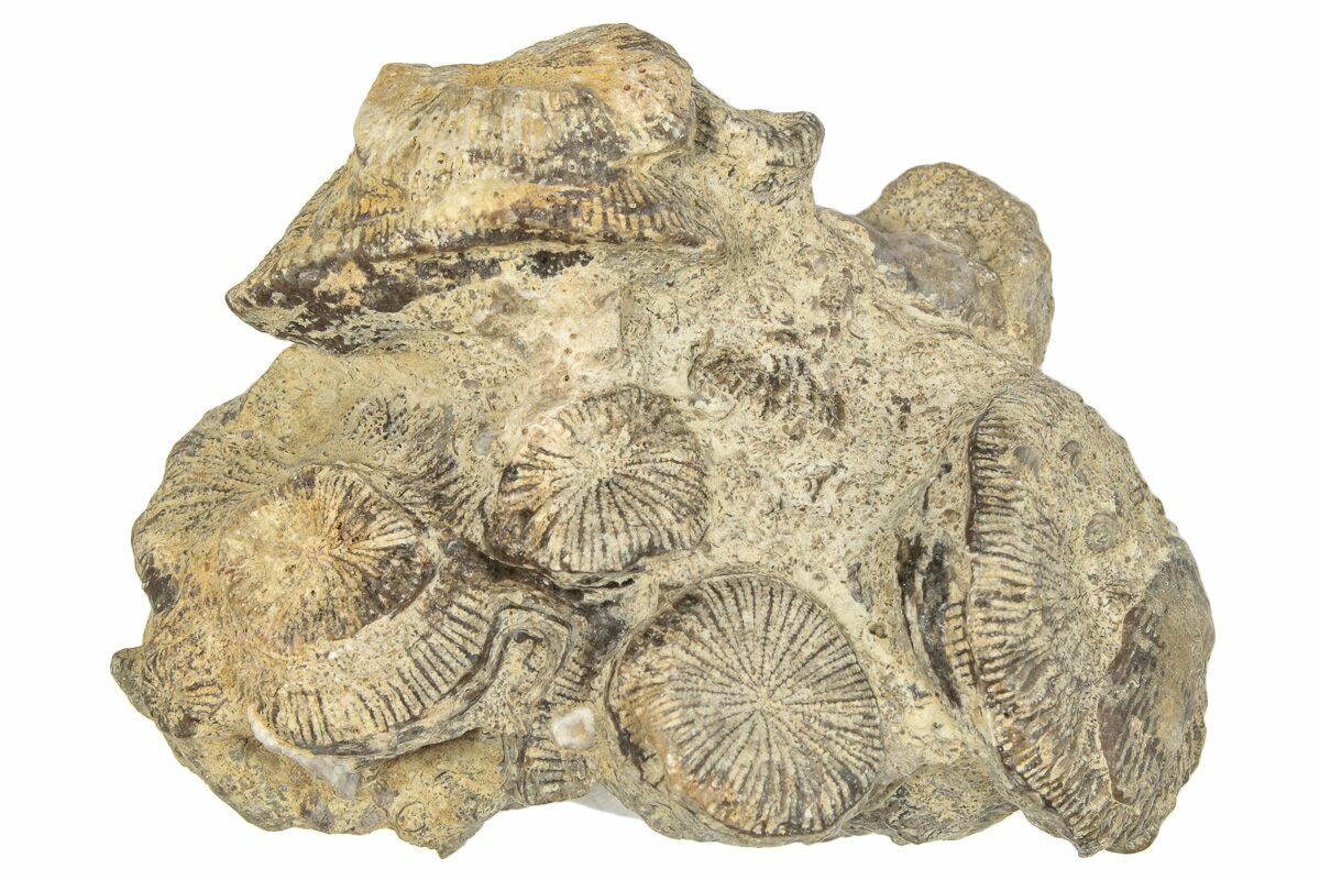 Fossil coral specimen