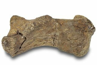 Dinosaur (Triceratops) Metatarsal (Foot Bone) - Montana #245949