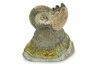 Iridescent, Pyritized Ammonite (Quenstedticeras) Fossil Display #244934